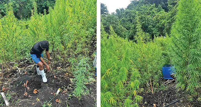 Plants uprooted in Savusavu last week believed to be marijuana. Photos: Police Media Cell