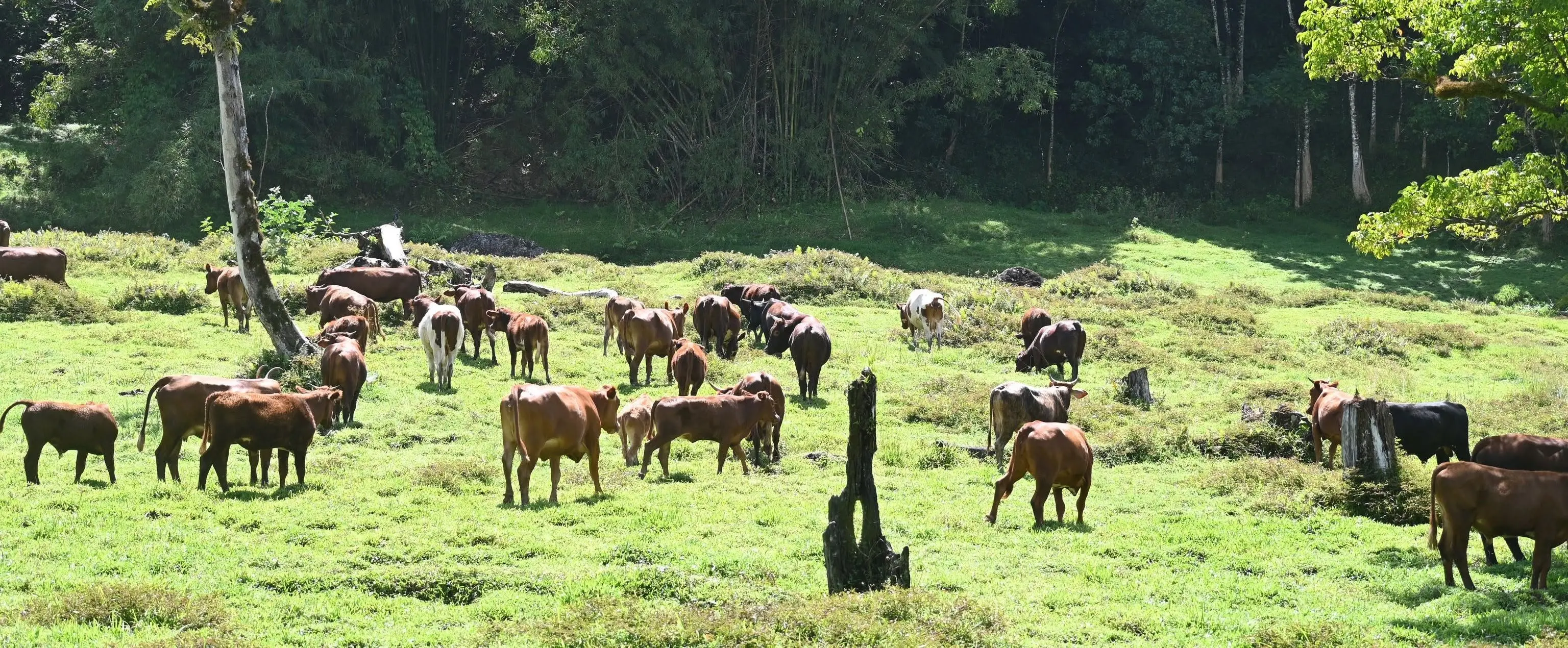 Livestock farmers urged to prepare for worsening drought