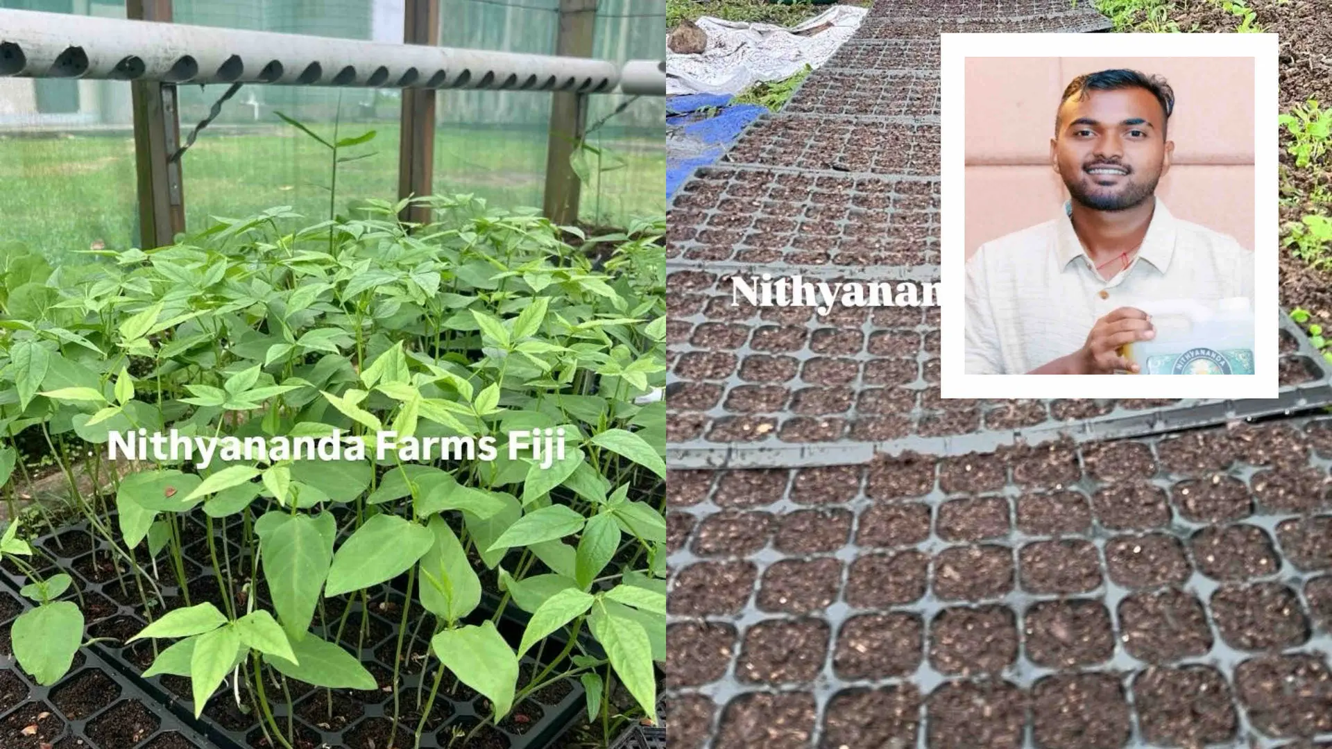 His company, Nithyananda Farms Fiji, sells vegetable seedlings wholesale and retail and produces frozen ginger cubes.