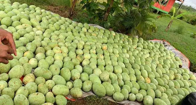 Oqori na nodratou isevu ni meleni vakavuvale ko Kavaia Nayacarogo ka sa tekivu volitaki tiko ena makete. E ratou lisitaka tiko vakavuvale na qele ni nodratou mataqali o Devo ena koro o Natua mai Seaqaqa.
