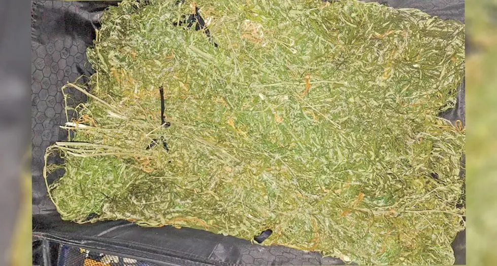 Marijuana found on Christmas.