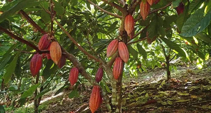 PHOTO: KOKOMANA
