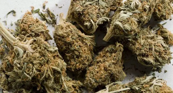 Marijuana