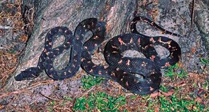 Pacific Boa snake.
