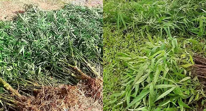 marijuana crops uprooted in the recent operations 