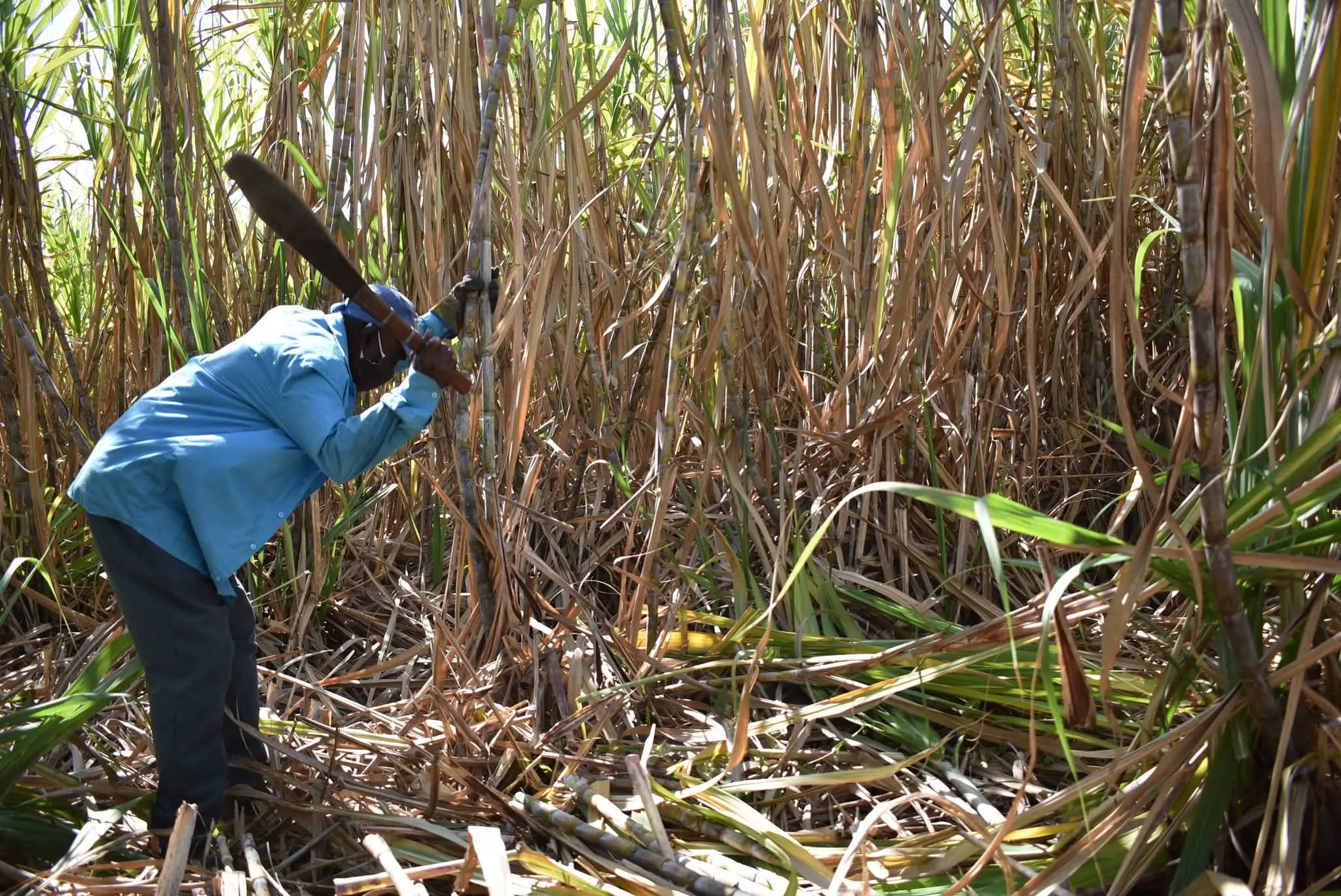 Cane growers unhappy with pay rate