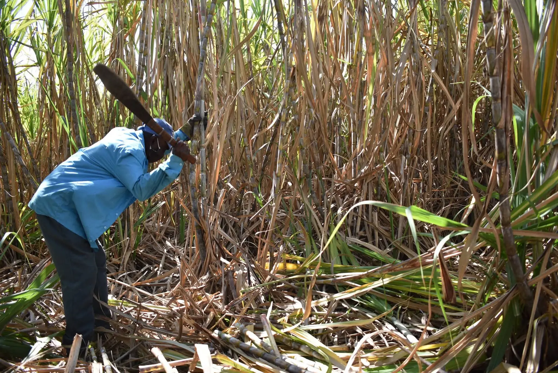 The Sugar Industry Tribunal (SIT) certified cane proceeds at $57.97 per tonne as at February 28,