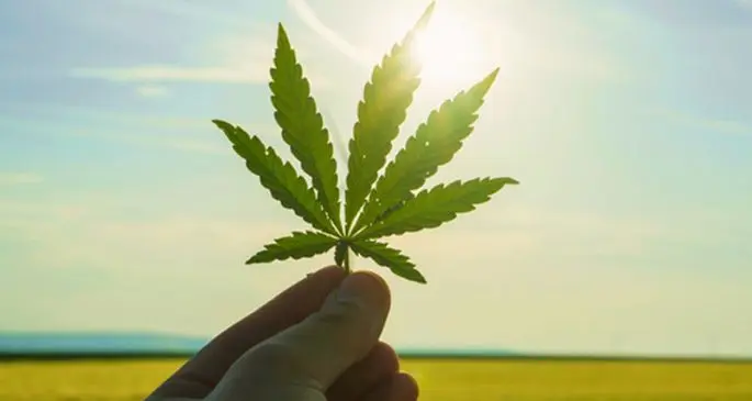 marijuana leaf