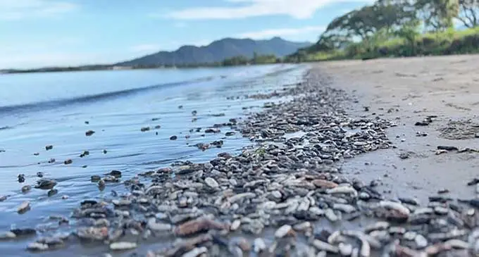 Dead sea slugs found at Wailoaloa Beach in Nadi.