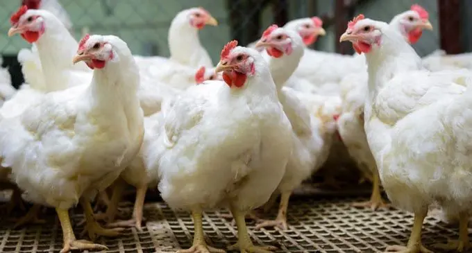 CHICKENS