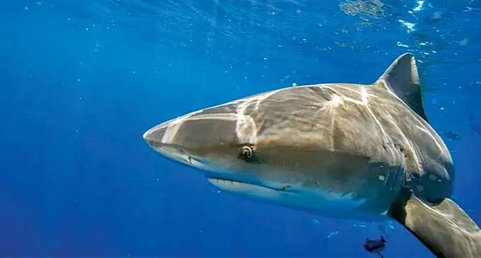 Researchers found Fiji’s unique red-eye bull sharks in the Rewa and Navua rivers.