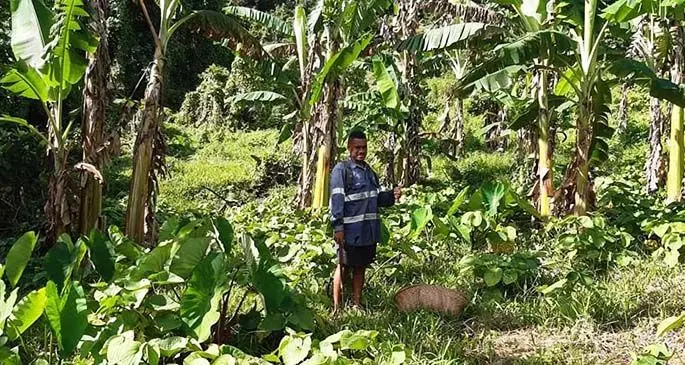 Luke Vosayaco at Sipiriano Ratucoko’s yaqona farm. Photo: Filomena Ratucoko.
