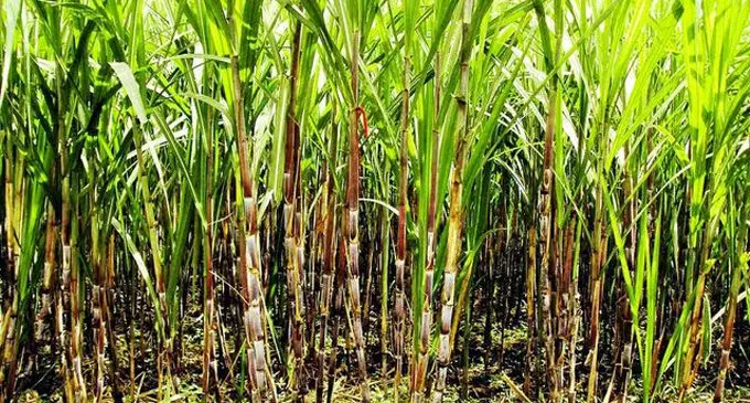 sugarcane farm