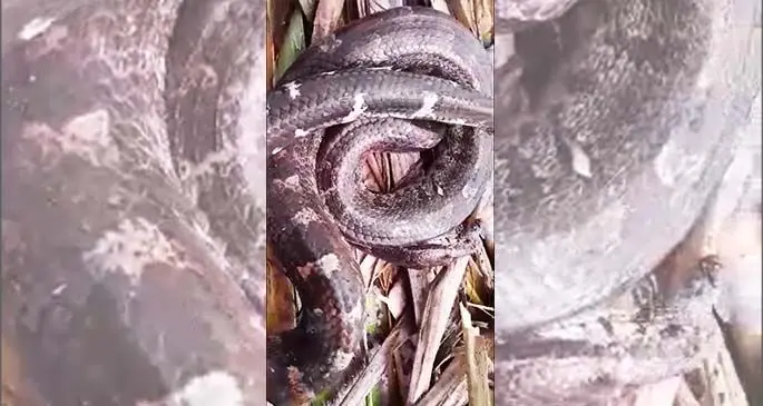 Snake found inside a cane field at Naleba, Labasa on July 12, 2020.