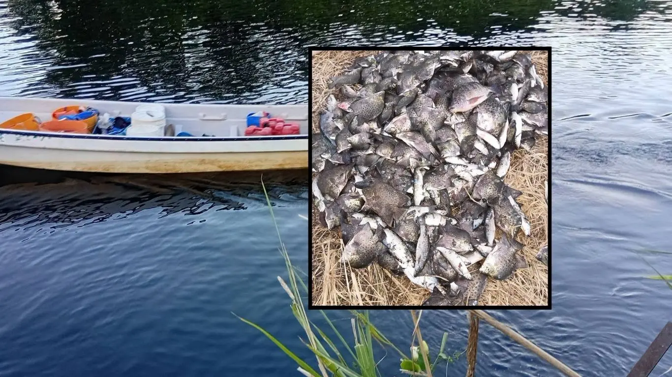Pictured is the polluted Qawa River in Labasa. Inset: Dead fish.
