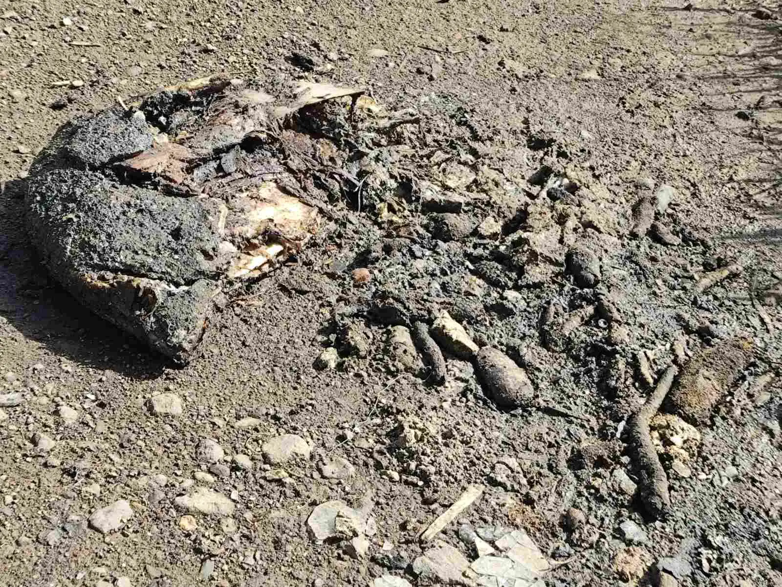 Residents say burnt and decomposing seafood waste is producing strong odours and could pose a health risk if floodwaters spread the rubbish into homes.