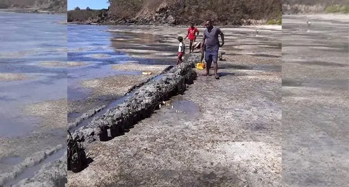 Mangrove seedling being planted along the shores of Nacula Dsitrict, Yasawa 