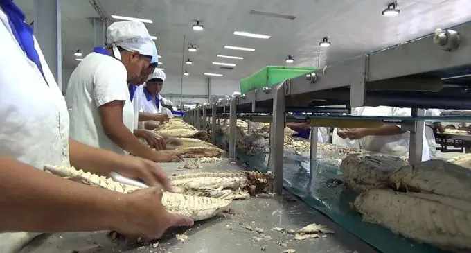 Loin processing and fish canning at the Pacific Fishing Company (PAFCO).  Photo: PAFCO