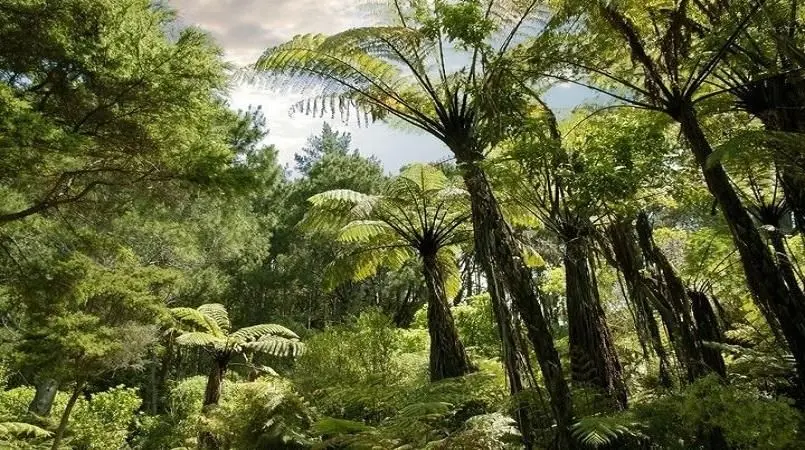 forest