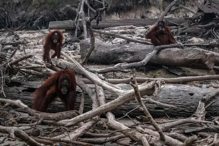 orangutan after fire