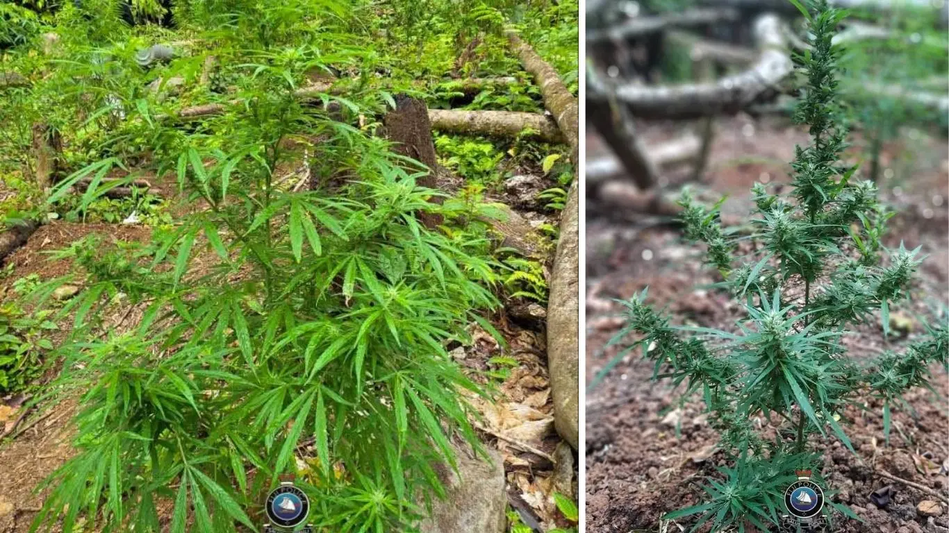 Two farms in the Naruwai farming area were uncovered during a police operation.