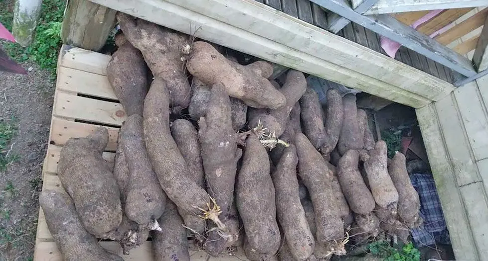 Na vula o Maji e dau keli kina na uvi vakabibib na uvi balavu.