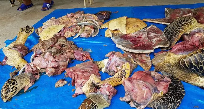 56907851_2125435577572326_3253027638947610624_n copy