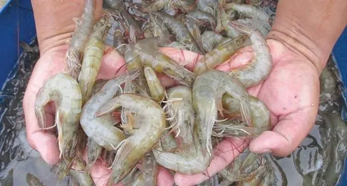 Fresh from the farm, salt water prawns from The Crab Company Fiji in Navua.  File Photo