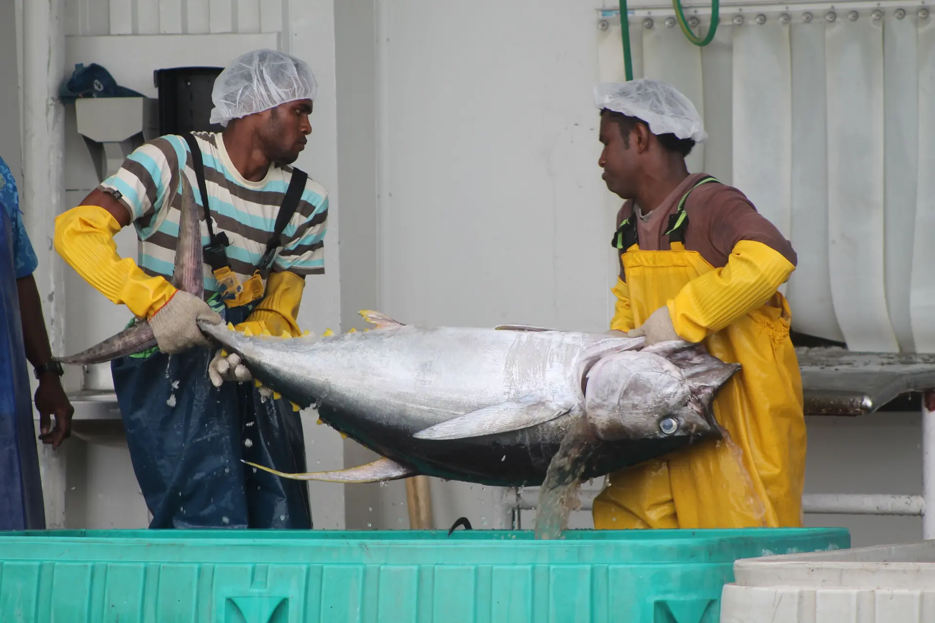 Fiji Tuna industry 