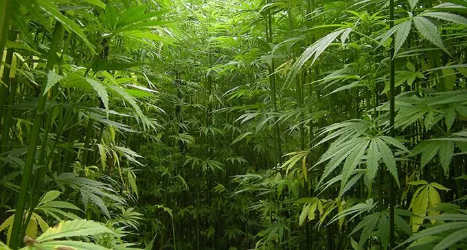 Industrial Hemp.