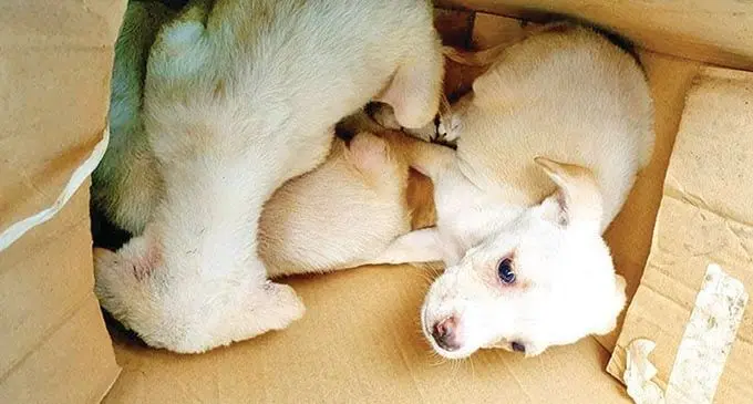 A box of puppies abandoned at the Society for Prevention of Cruelty to  Animals (SPCA). 