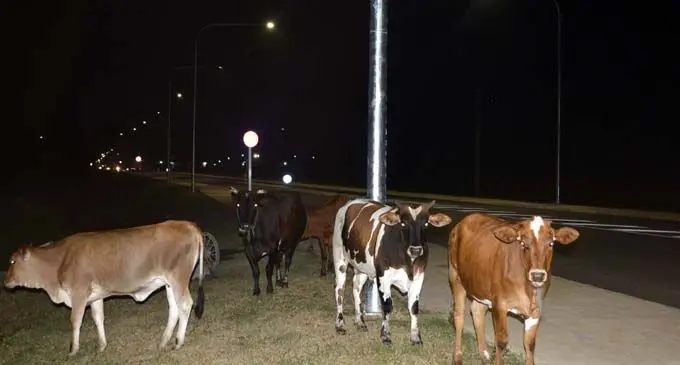 Stray animals along the new road from Wailoaloa to Narewa in Nadi. Photo: WAISEA NASOKIA
