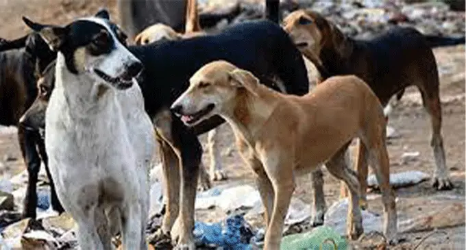 dogs_edit