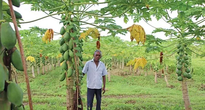 Permal Goundar, a semi- commercial farmer plants vegetables and papaya in his 10 acre farm in the lower Sigatoka valley. Photo: Rosi Doviverata