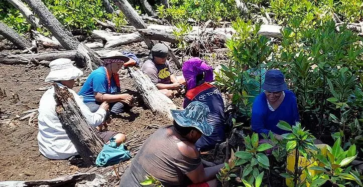 Women planting mangroves saplings for on-site nurseries at Navitilevu Bay.