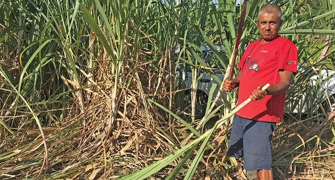 A cane farmer in Labasa harvesing cane is among the many farmers awaiting good news for cane payment from the new coalition Government. Photo: Laisa Lui