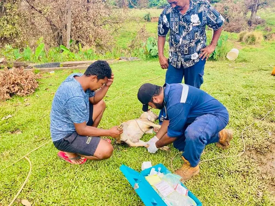 Senior Veterinary Officer - West Dr Beato tends to injured livestock in the North   