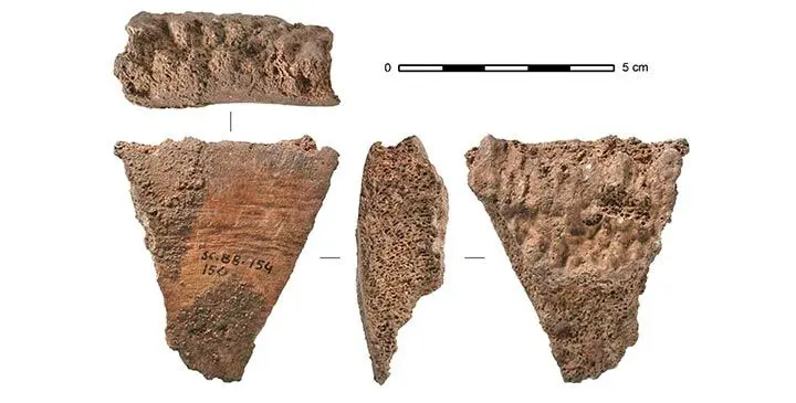 A whale backbone fragment that was excavated by Eduadro Berganza in 1995 from a cave in Santa Catalina, Spain. Photo: AP
