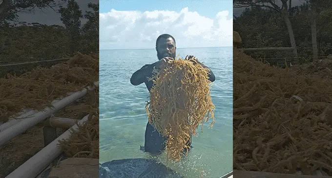Seaweed farmers. Photo: DEPTFO News