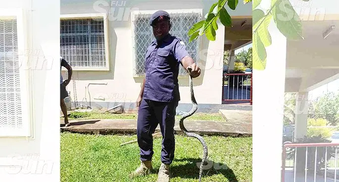 A Police officer holding the snake which was spotted at a home in Simla, Lautoka on October 20, 2019. Photo: Nicolette Chambers