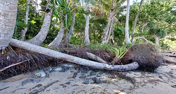 Exposed coconut tree roots along the shoreline of Nasoki village, Moala in the Lau group.  Photo: Wati Talebula