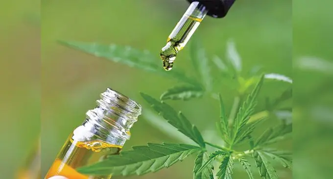 Medicinal cannabis is a drug that medical professionals can prescribe to treat or relieve symptoms of some medical conditions like cancer pain.