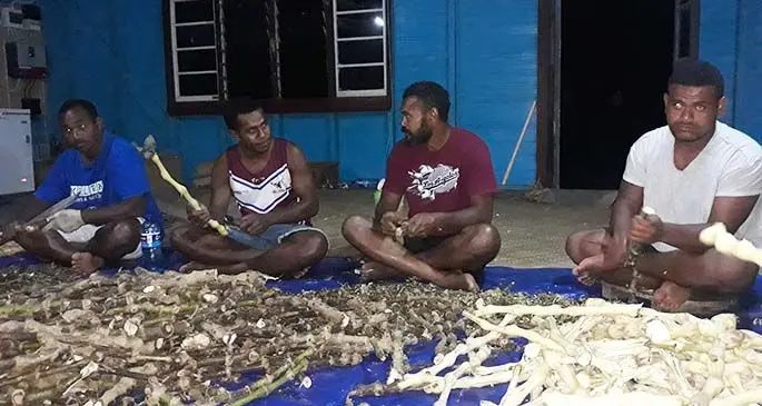 Relatives helping Epeli Boteanakadavu (first from left) clean his harvested yaqona in Tavuki Village, Kadavu.