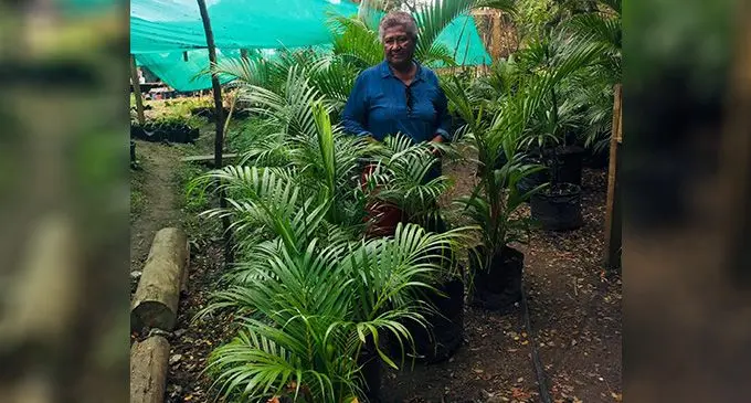 Leba Verewale is known as the plant lady of Savusavu Town. 