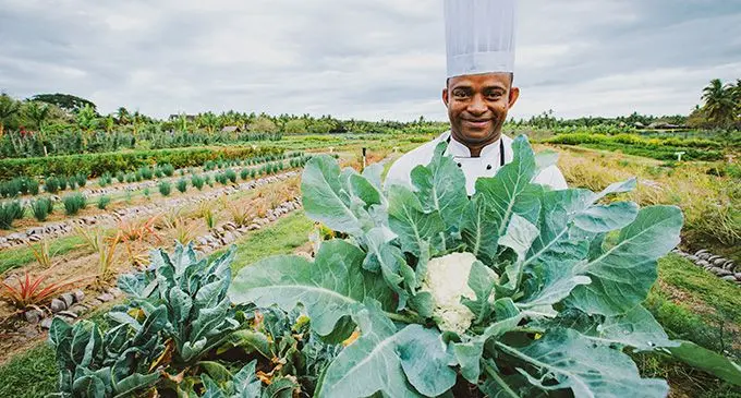 A chef at the Westin farm. Photo: Sheraton Fiji