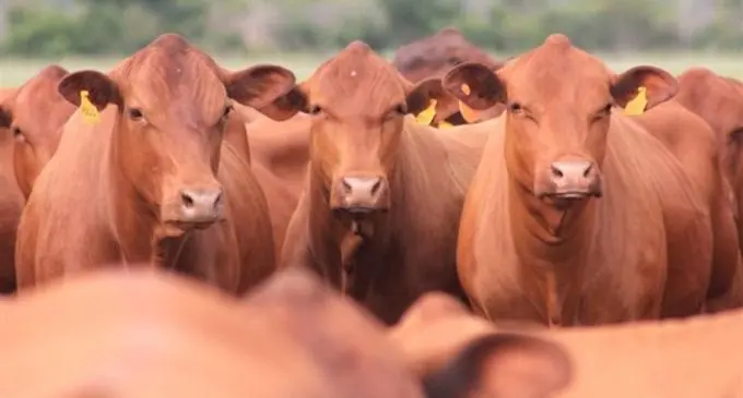 Senepol Cattles
