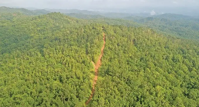 The mahogany plantation in Toberua, Galoa.  Photo: Leon Lord