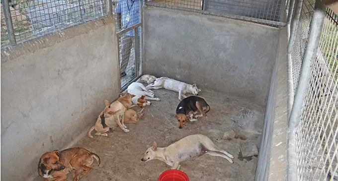 Stray dogs captured in Lautoka on June 20, 2019. Photo: Waisea Nasokia