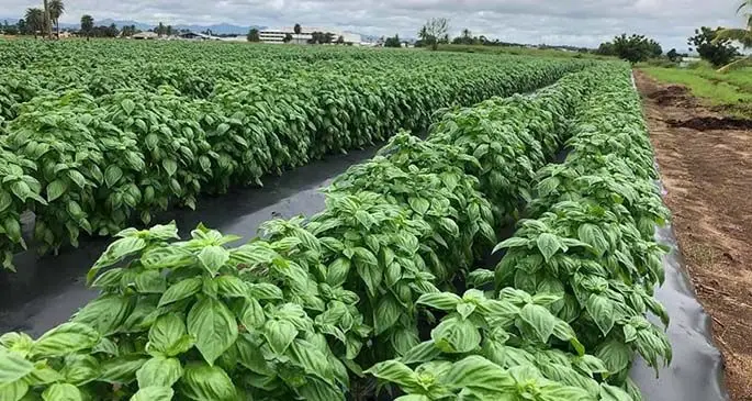 Nadi Bay Herbs pods of basil.