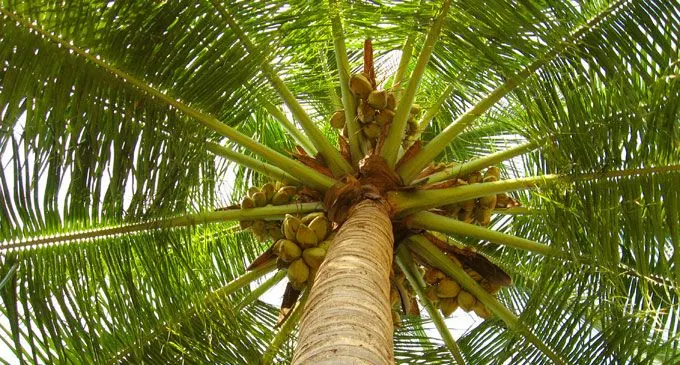 coconut-tree